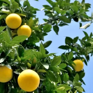 食養生～5月＆6月～のサムネイル
